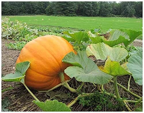 3 Pumpkin Connecticut Organic Live Plants In 4 Inch Pot. 