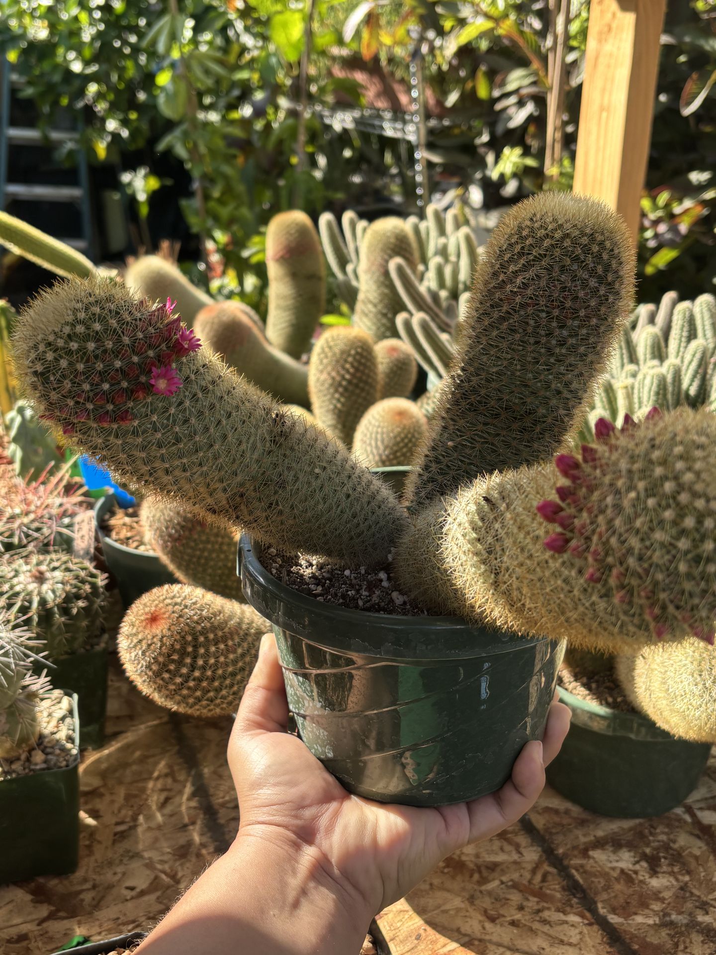Pink bristle brush cactus πͺ΄π΅π©·
