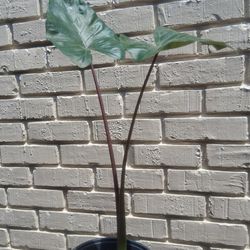 Elephant Ear Yucatan Princess plant
