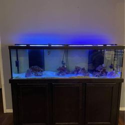 125g Saltwater Aquarium 