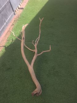 Sand Blasted Manzanita