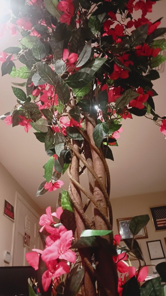 Pair Of Amerique Natural Looking Bougainvillea Trees