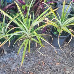 3  Pinellas  Plant 