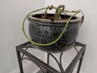 Two Flower Pots