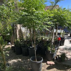 Texas Umbrella Tree 15 gallons