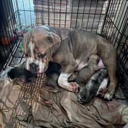 Kennel Dog Sweater And Blue Basket