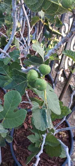 Fig plants.