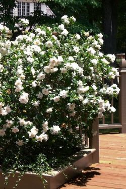 ‘Chuck Hayes’ Gardenia bushes —