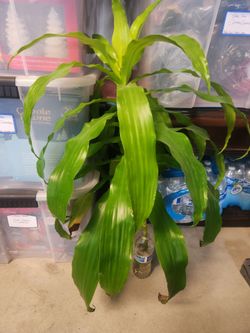 2 ft Indoor plant cutting with roots