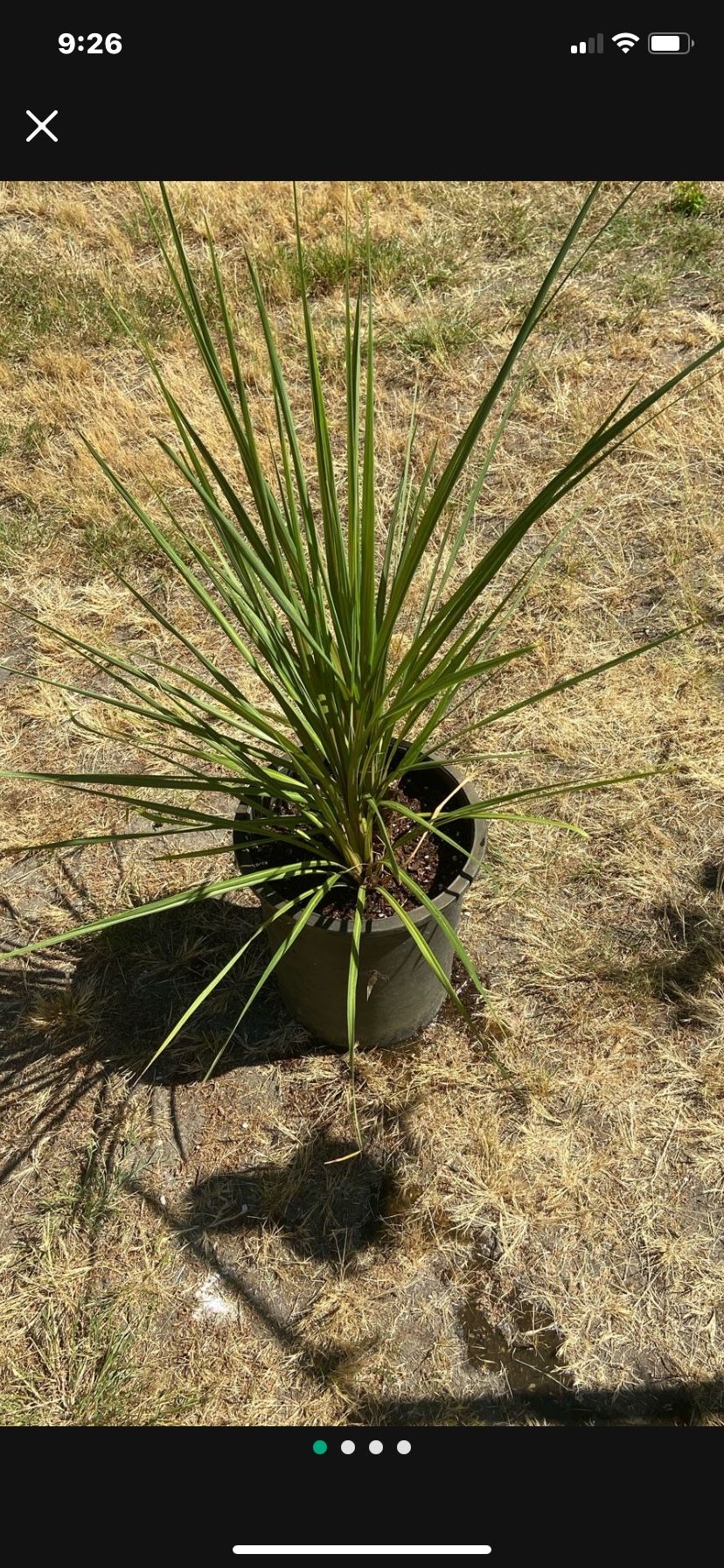 Vigorous Spikes Plant In Tall Nursery Pot 