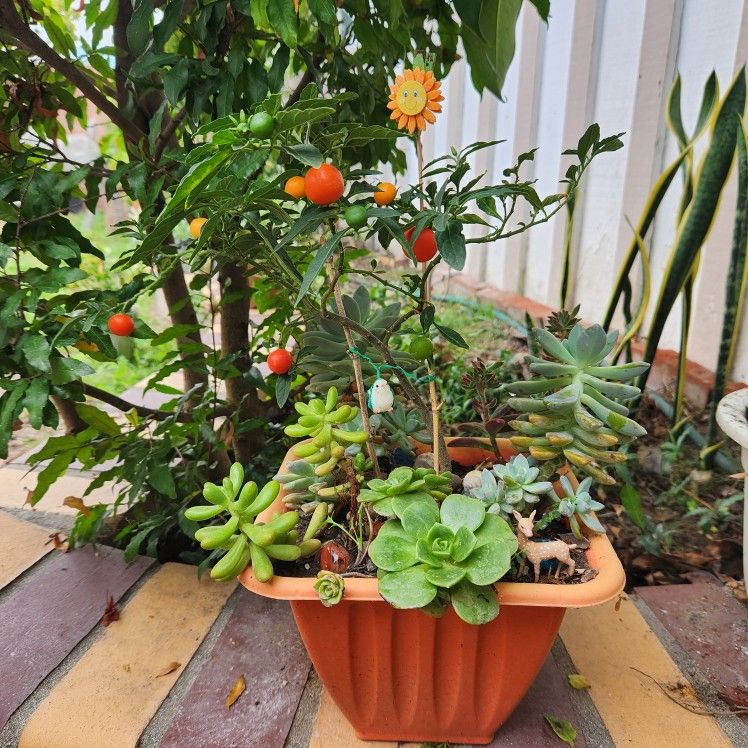 Chậu Kiểng Cherry Winter và Sen Đá Hoa Sen, Hồng Nhung Đẹp❤️
Cherry Winter Bonsai Mix Succulents❤️❤️