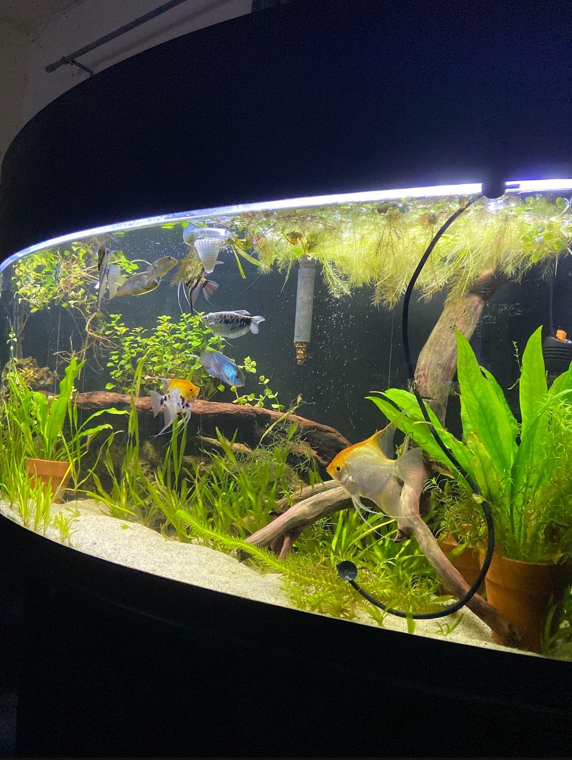 75 Gallon Fish Tank Aquarium 