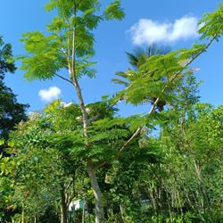 Royal Poinciana Tree🏡 45gl $350