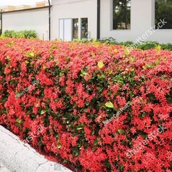 LIVE PLANT 2ft Ixora Taiwanese Petite yellow / red