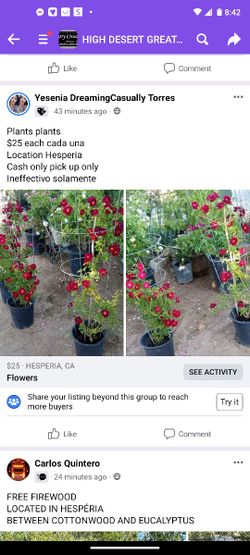Plants