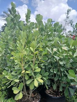 Clusia Hedges 5'ft $40