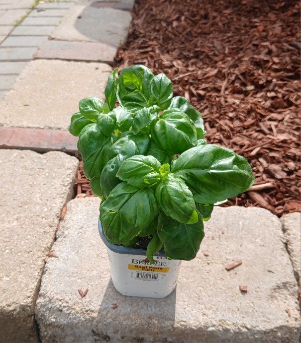 Basil 🌿 Plants 