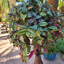 Hanging Tradescantia Zebrina Wandering Jew 