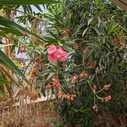 Oleander Bush