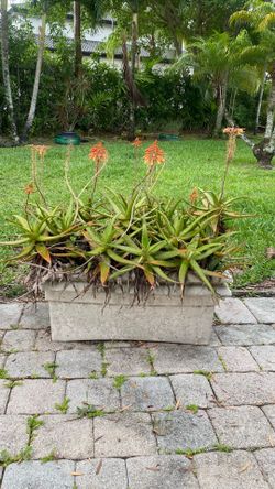 Aloe