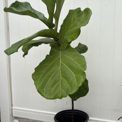 Fiddle Leaf Fig Tree