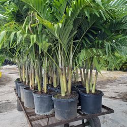 Christmas Palms About 7  Feet Tall Instant Privacy Hedges For Fence 