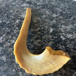 Antique Shofar Ram Horn