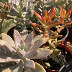 Succulents Plant’s 🌵