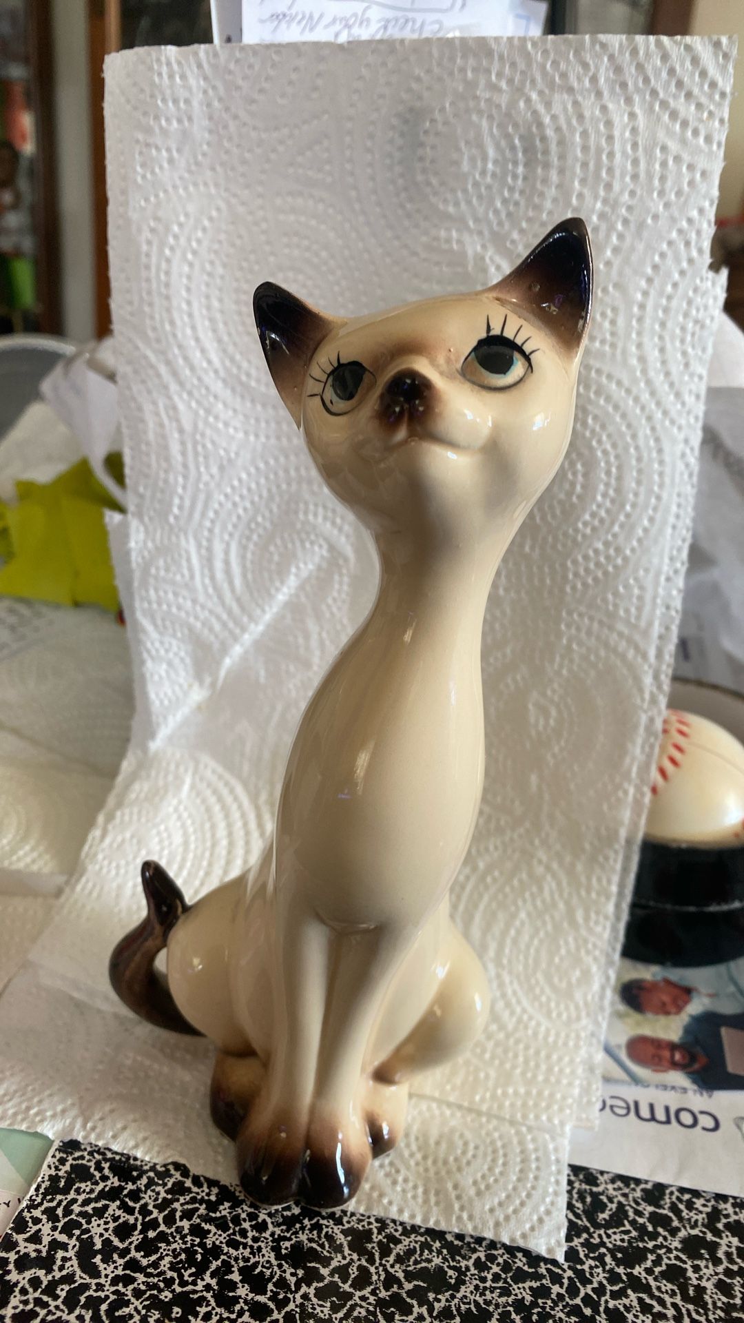 Big Eye Siamese Cat