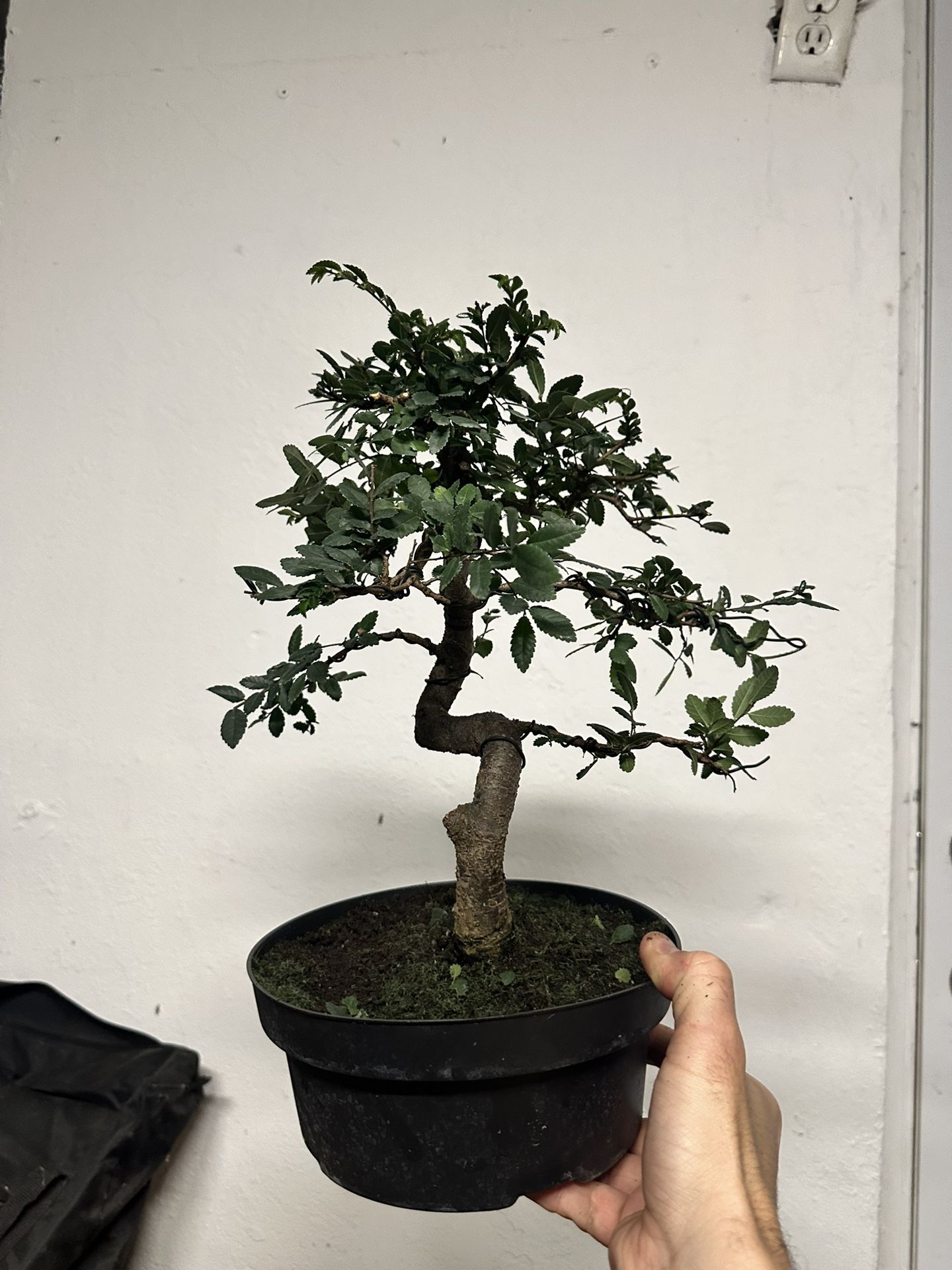 Bonsai Tree Chinese Elm