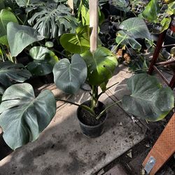 Monstera Plants 