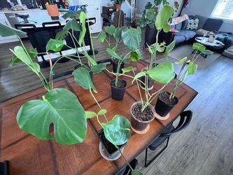 Monstera deliciosa Plants