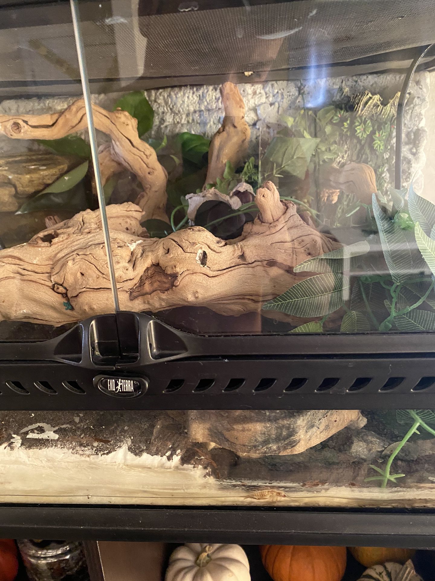 Crested Gecko Tank W Everything 