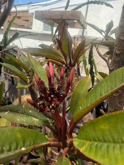 Cutting plumeria