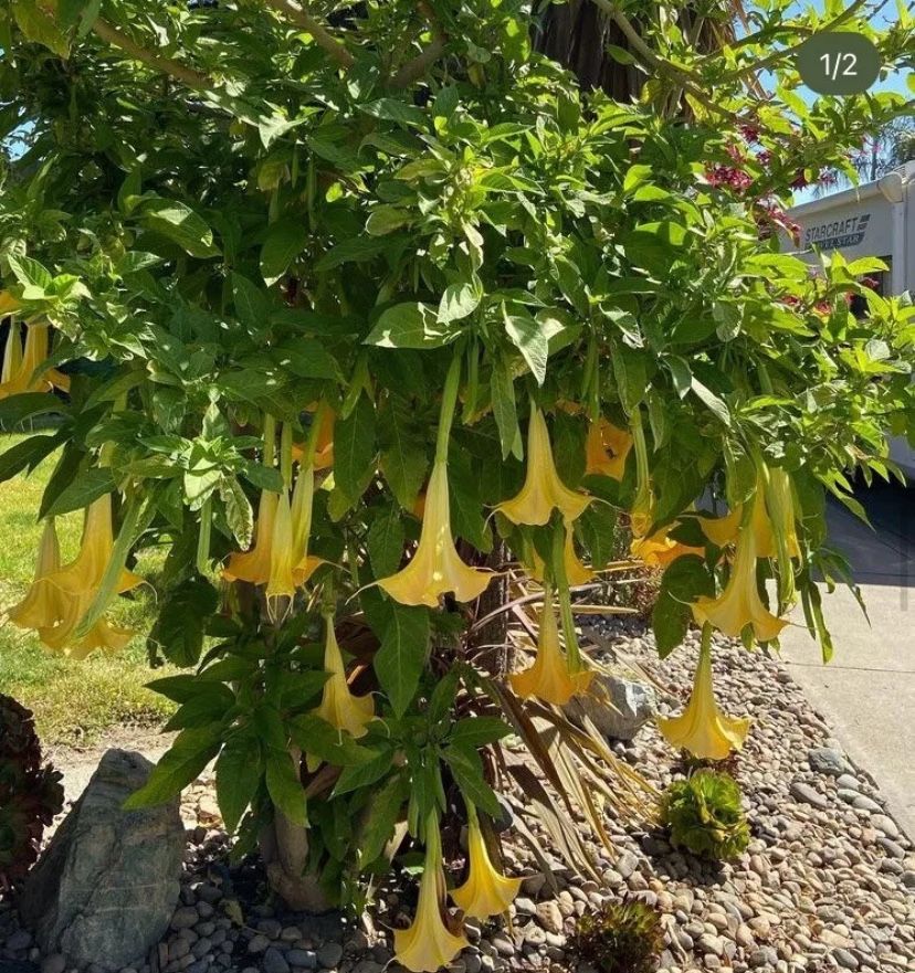 Angel Trumpet Starter Pot