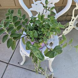 Beautiful Plant With Fuzzy Leaves Blooms Purple Flowers In Fall