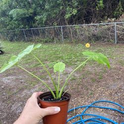 ELEPHANT EARS 