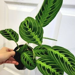 🌿Healthy Live Air Purifying Houseplant Lemon Lime Prayer In Pot 4" ~ $8/Ea