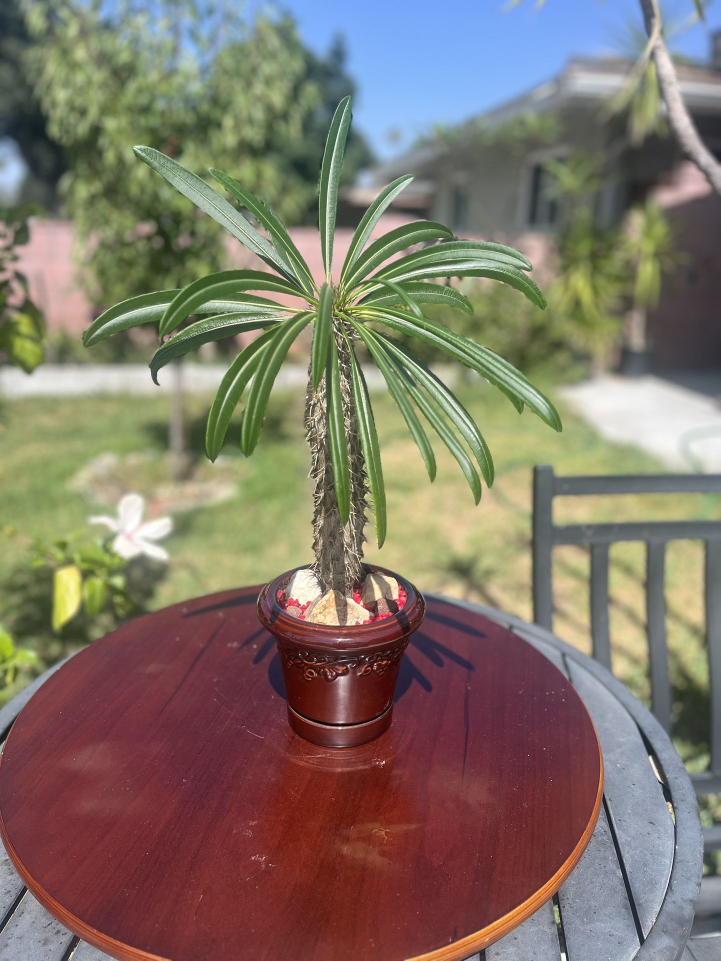 Very Healthy Madagascar Palm Tree In Beautiful Ceramic Vase