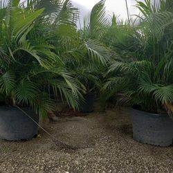 Beautiful Arecas Palms For Inmediate Privacy!!! 5-6  Feet Tall!!! Fertilized 