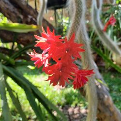 Monkey Tail Plant