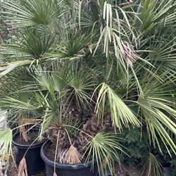 meditariana palm /Mediterranean Fan Palm