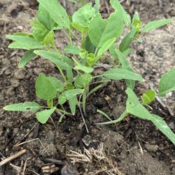Papalo Baby Plants 
