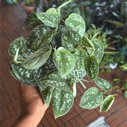 Satin Pothos Scindapsus Pictus Argyraeus Houseplant 4” 