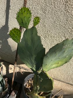 Nopal comestible