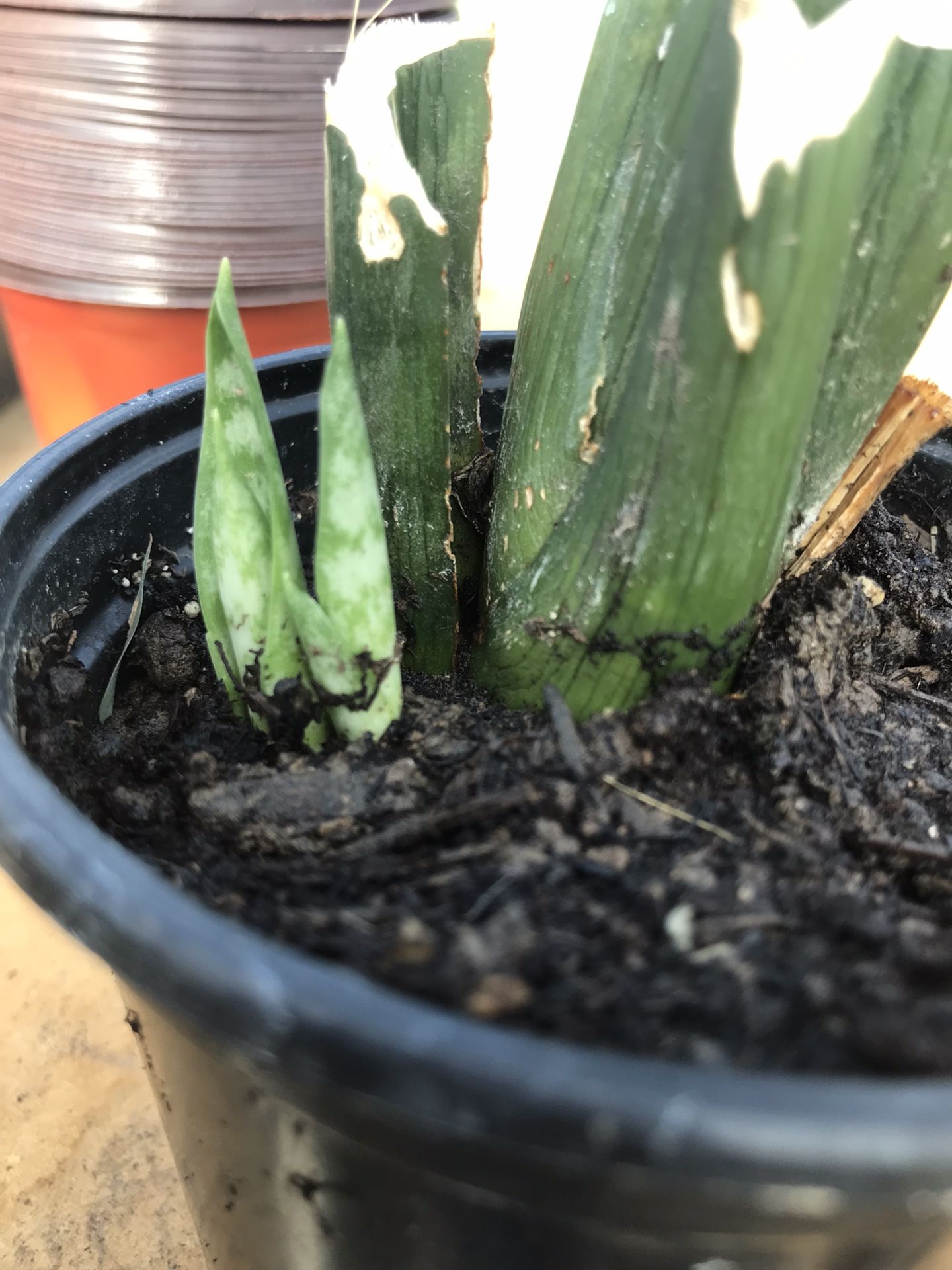 Snake Plant - (Sansevieria trifasciata) New Growth - 4 inch pot