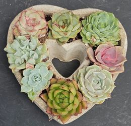 ​🌿 Boutique Mother's Day Plants –