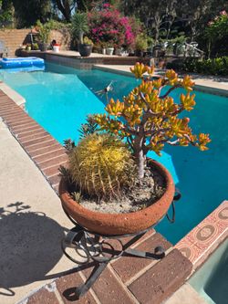 Plant, succulants and cactus