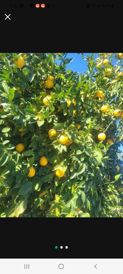 Lemons