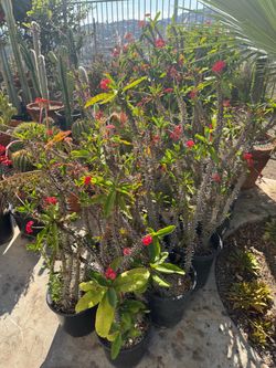 Crown of thorns